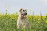 IRISH WOLFHOUND 220